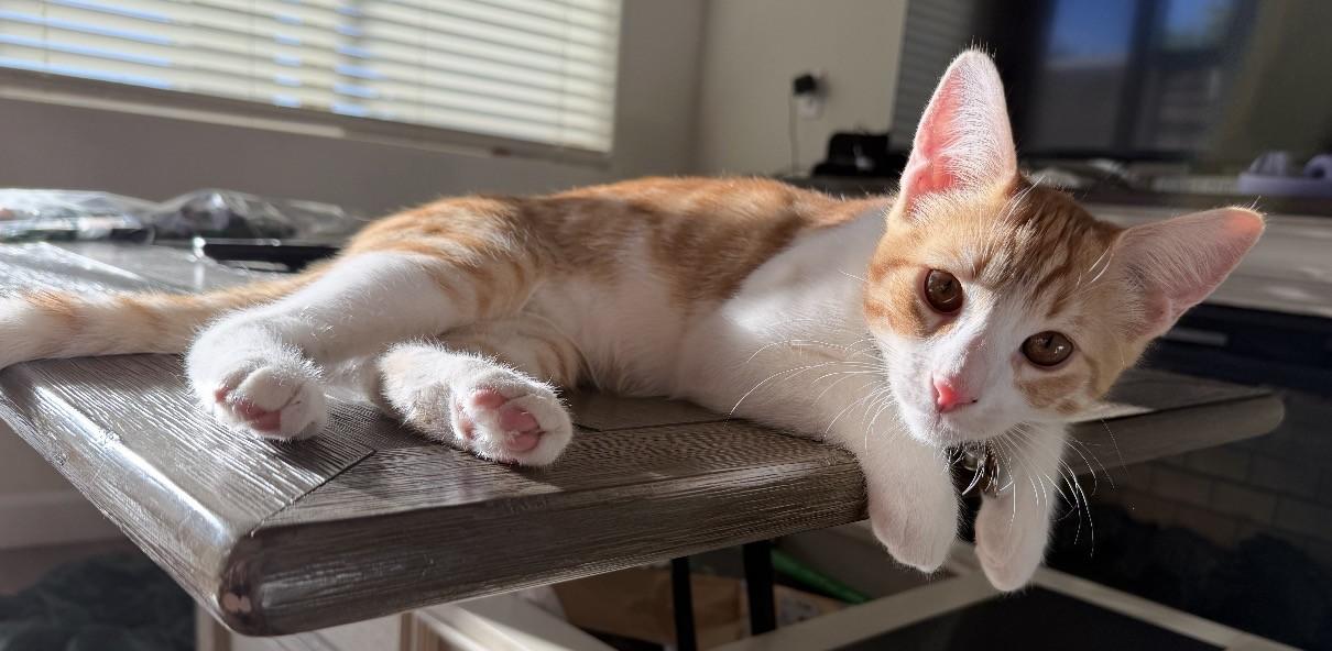 Enlarge Mango - Your Sweet and Cuddly Orange Boy - Courtesy Listing, a Adoptable Domestic Short Hair in Prescott, AZ image 2/3