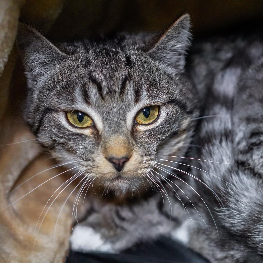 Flying Squirrel, Adoptable, Young Male Domestic Short Hair.