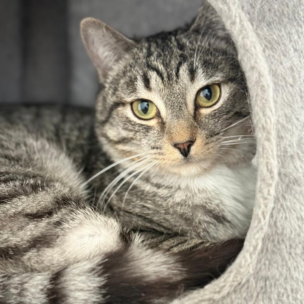 Flying Squirrel, a Adoptable Domestic Short Hair in Thomaston, ME image 2/4