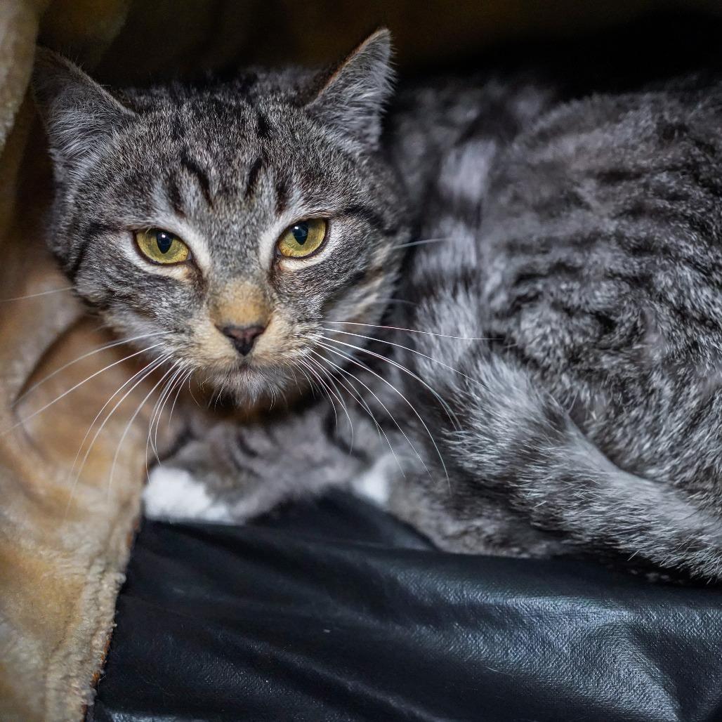 Flying Squirrel, a Adoptable Domestic Short Hair in Thomaston, ME image 3/4