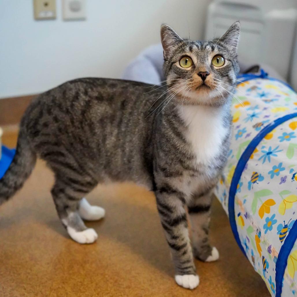 Enlarge Flying Squirrel, a Adoptable Domestic Short Hair in Thomaston, ME image 4/5