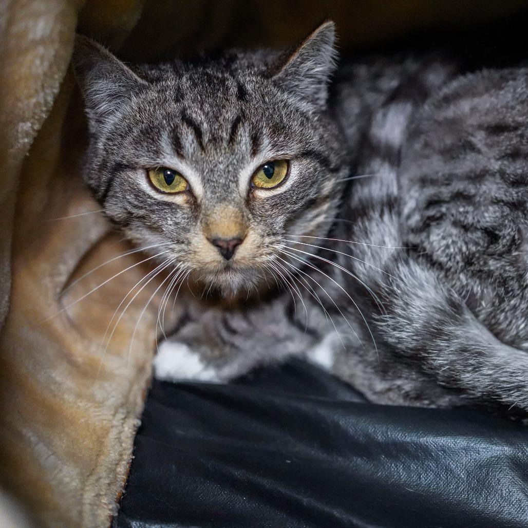 Flying Squirrel, a Adoptable Domestic Short Hair in Thomaston, ME image 4/4