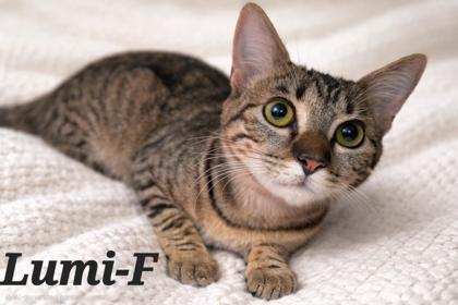 Lumi, Adoptable, Adult Female Domestic Short Hair & Domestic Short Hair.