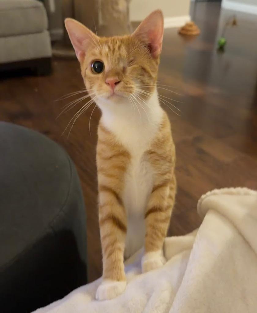 Enlarge Gaia26F, a Adoptable mixed breed in Youngsville, NC image 1/6