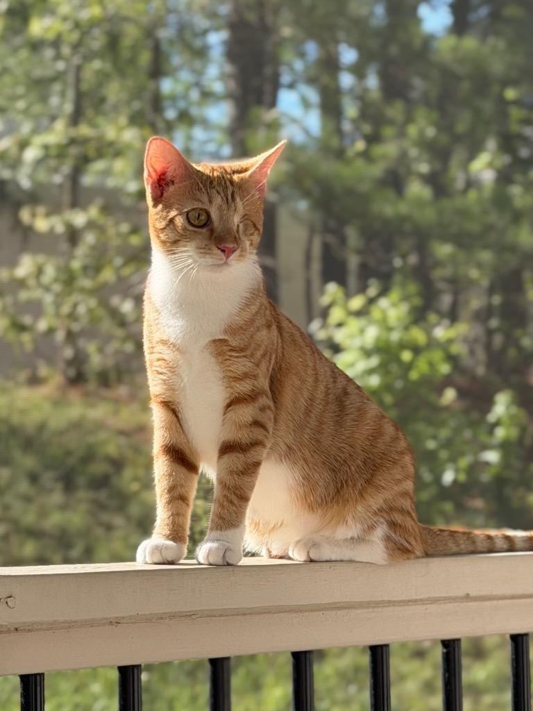 Enlarge Gaia26F, a Adoptable mixed breed in Youngsville, NC image 6/6