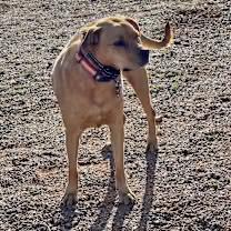 Enlarge Lucille, a Adoptable Black Mouth Cur in Casa Grande, AZ image 2/4