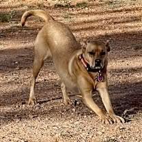 Enlarge Lucille, a Adoptable Black Mouth Cur in Casa Grande, AZ image 4/4