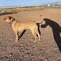 Enlarge Lucille, a Adoptable Black Mouth Cur in Casa Grande, AZ image 3/4