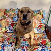 Lucille, Adoptable, Adult Female Black Mouth Cur.