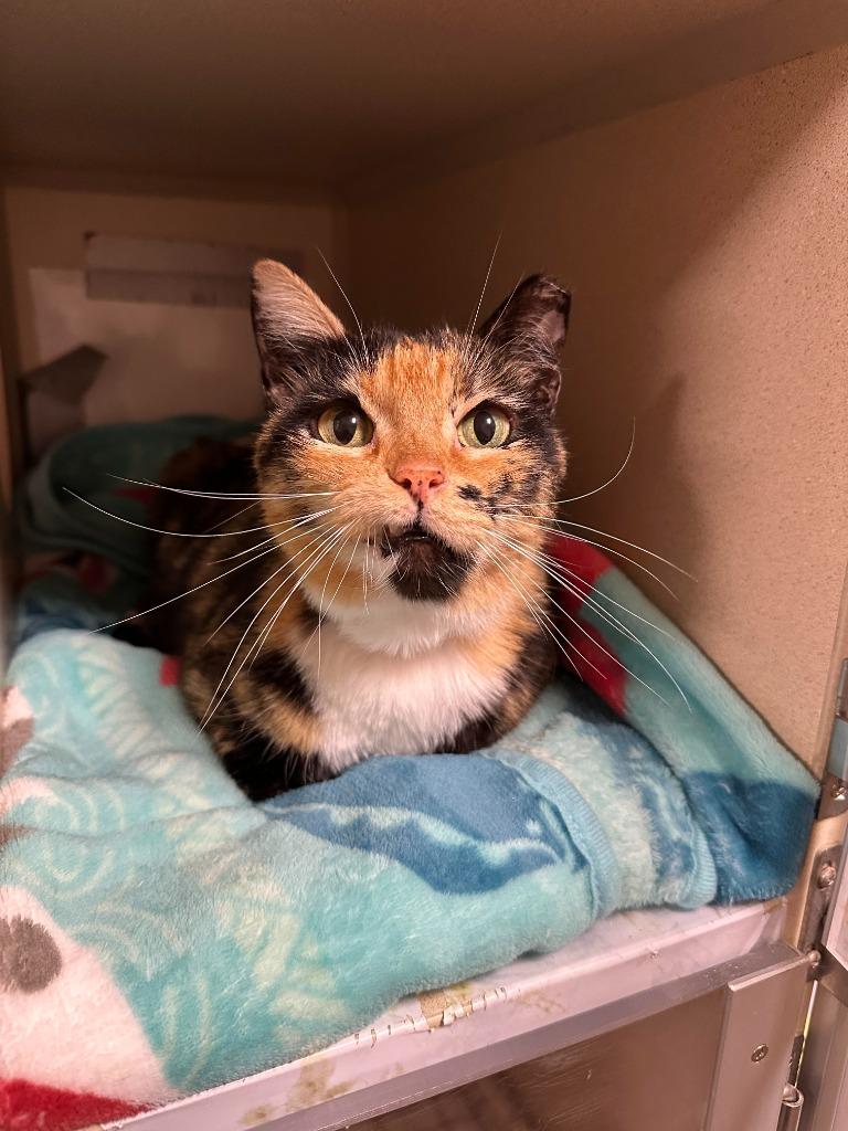 Samoa, Adopted, Senior Female Domestic Short Hair.