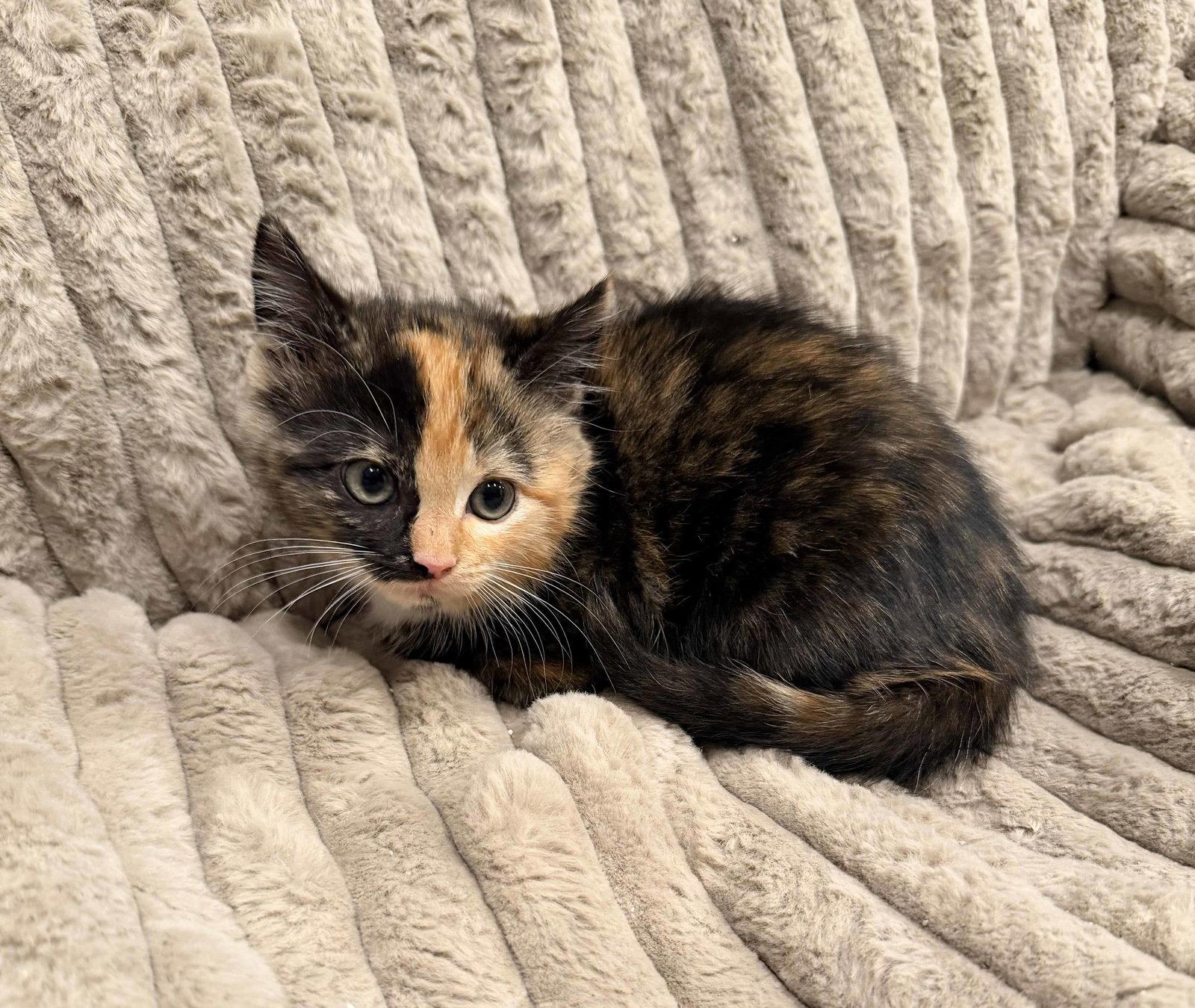 Bethany, Adopted, Kitten Female Calico & Domestic Short Hair.