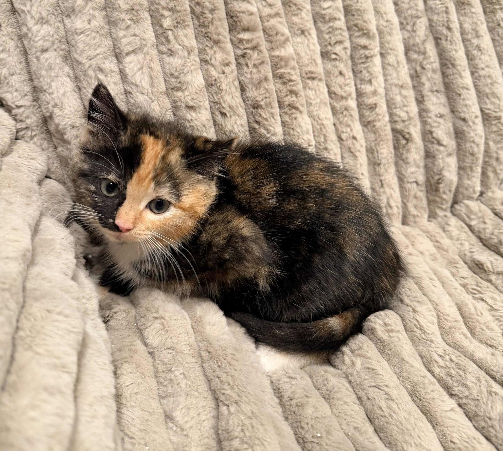 Enlarge Bethany, a Adopted mixed breed in Buford, GA image 2/3