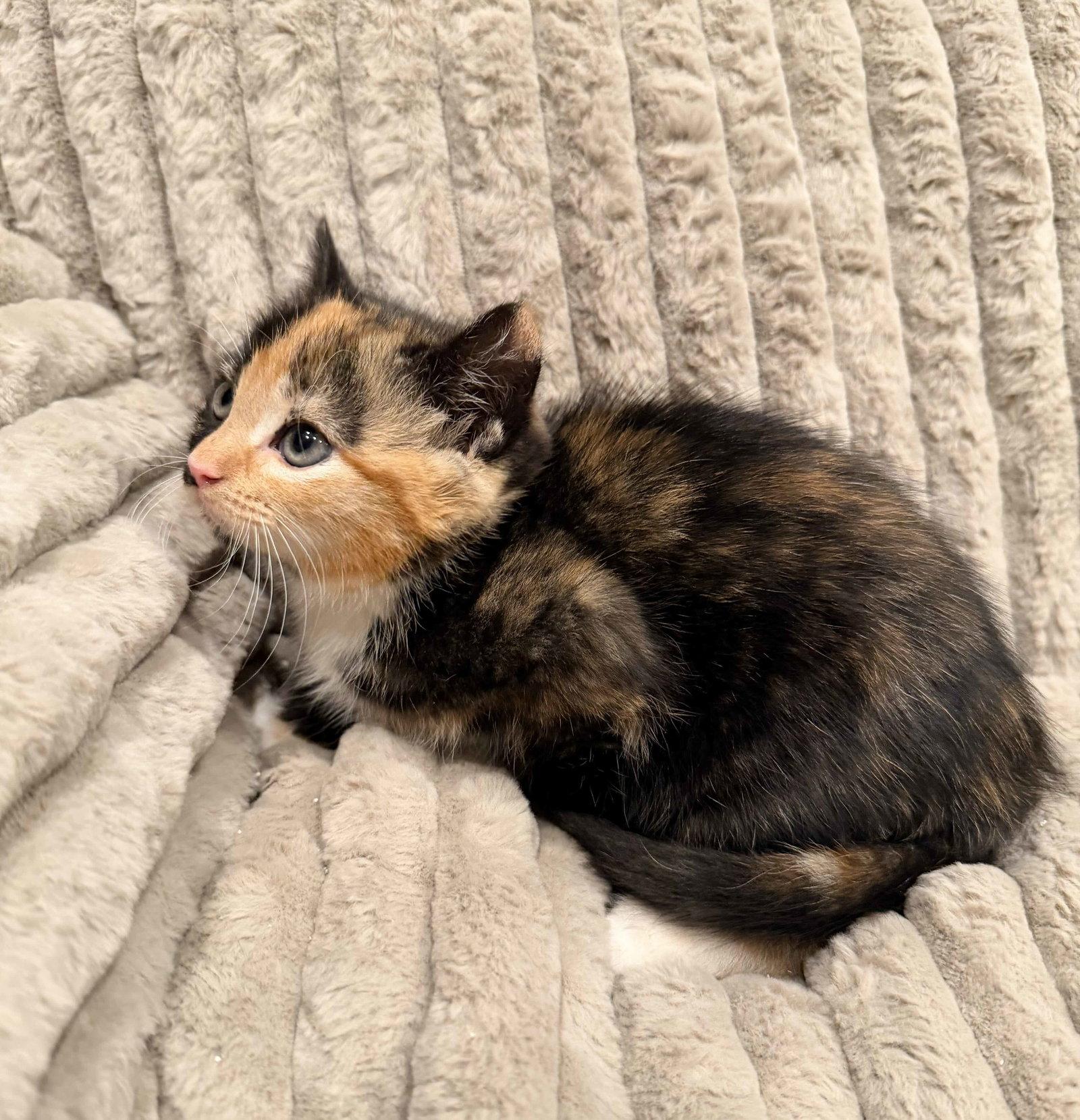 Enlarge Bethany, a Adopted mixed breed in Buford, GA image 3/3