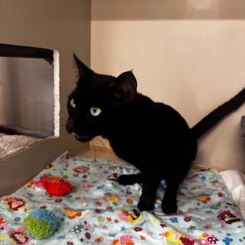 Enlarge Wyatt, a Adoptable Domestic Short Hair in Hutchinson, MN image 3/4