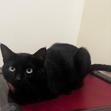 Enlarge Wyatt, a Adoptable Domestic Short Hair in Hutchinson, MN image 1/4