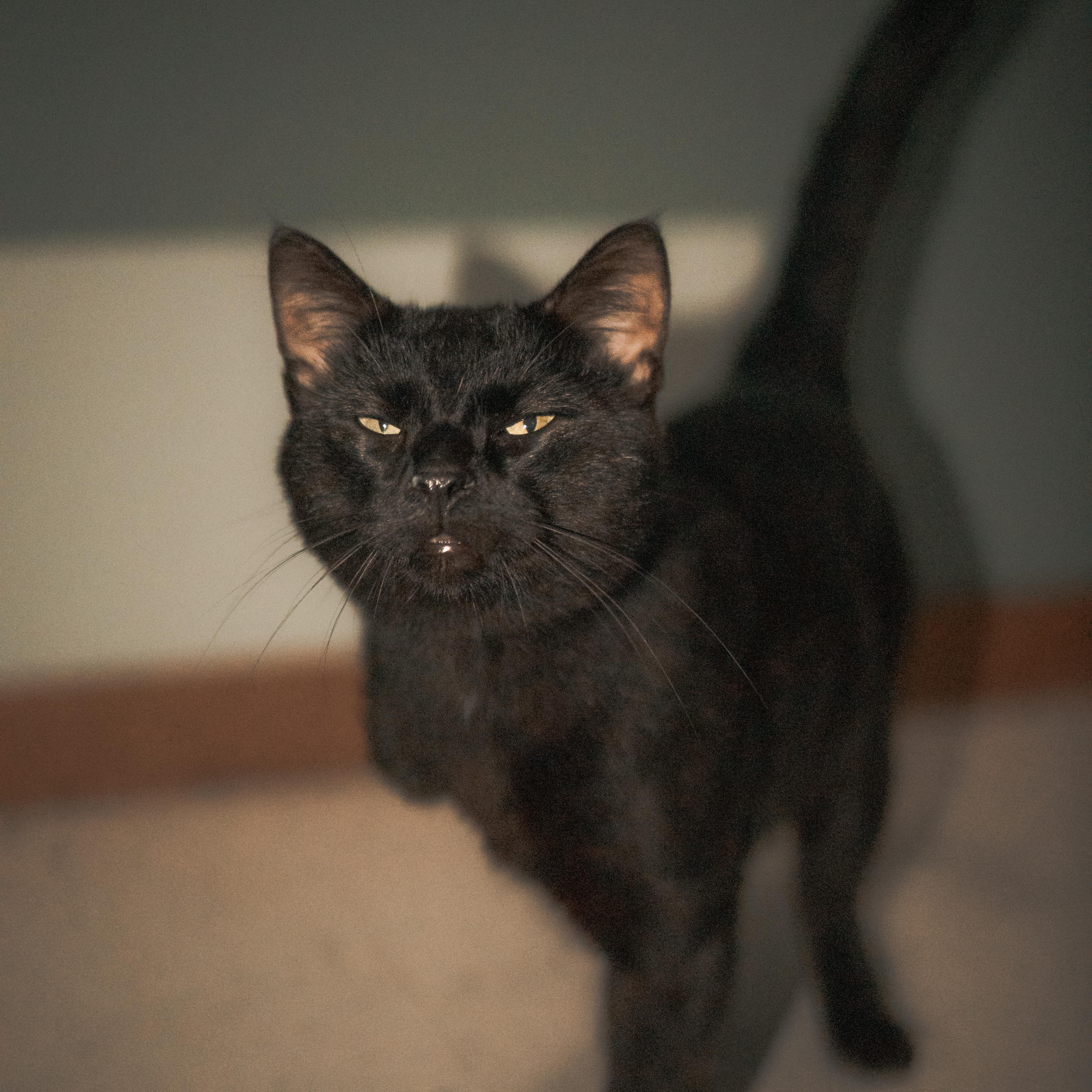 Enlarge Wyatt, a Adoptable Domestic Short Hair in Hutchinson, MN image 5/6