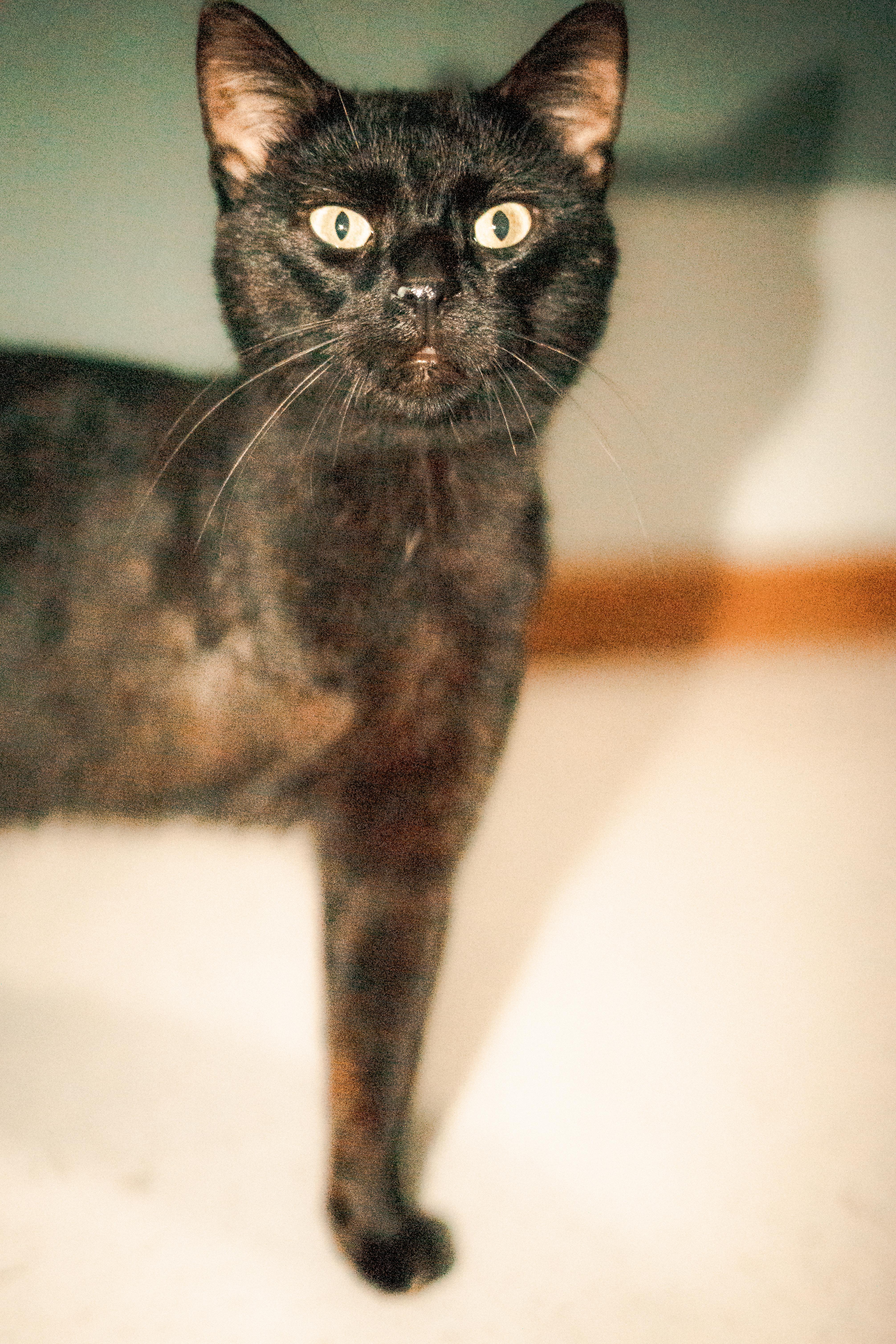 Enlarge Wyatt, a Adoptable Domestic Short Hair in Hutchinson, MN image 6/6