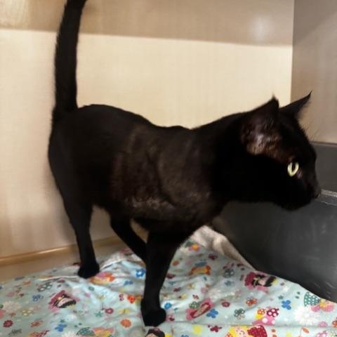 Enlarge Wyatt, a Adoptable Domestic Short Hair in Hutchinson, MN image 4/4