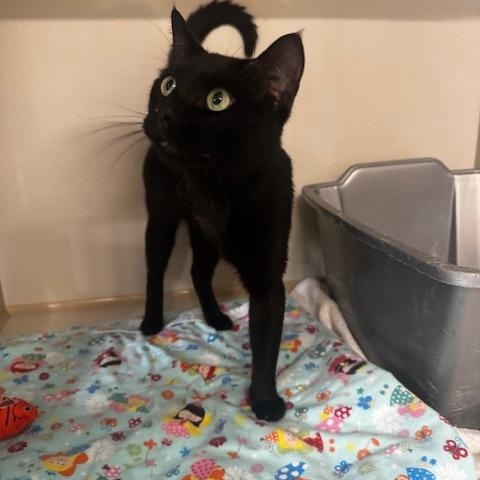 Enlarge Wyatt, a Adoptable Domestic Short Hair in Hutchinson, MN image 2/4