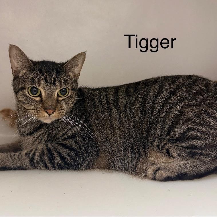 Tigger, Adoptable, Adult Male Domestic Short Hair & Domestic Short Hair.