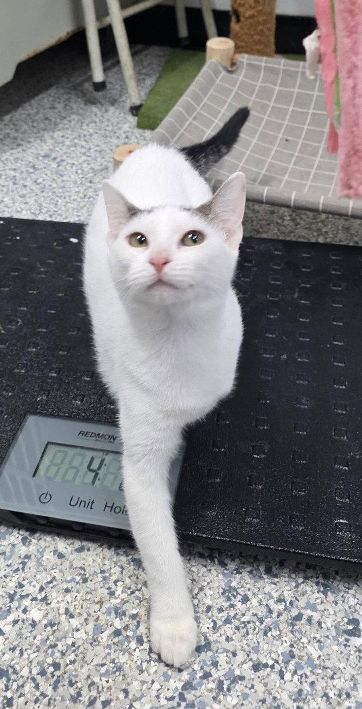 Enlarge Irene, a Adoptable Domestic Short Hair in Knoxville, IA image 1/1