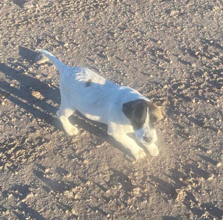 Pina Colada, ADOPTABLE, Puppy Female Australian Shepherd.