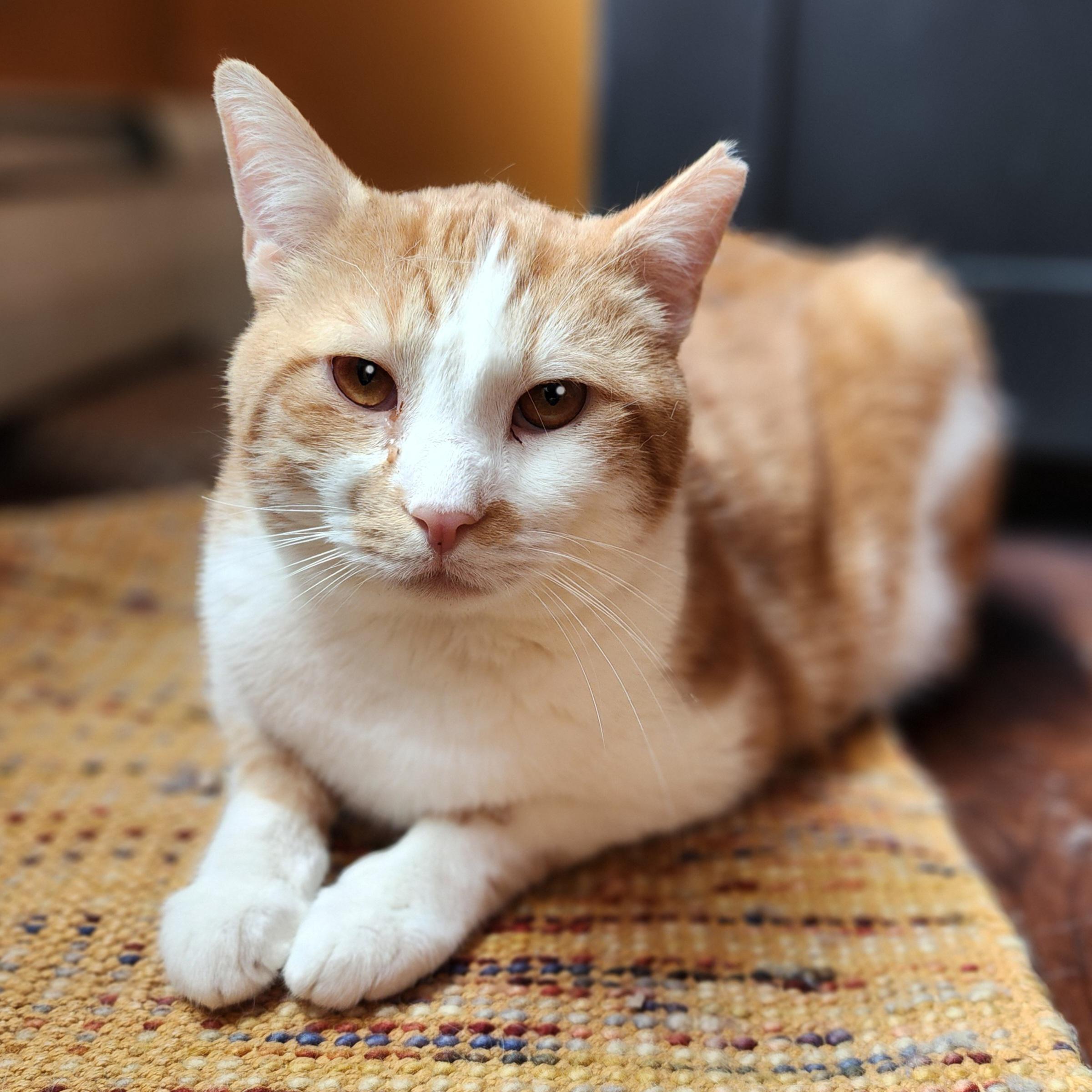 Jancy Cat, a Adoptable Domestic Short Hair in Guilford, CT image 5/6
