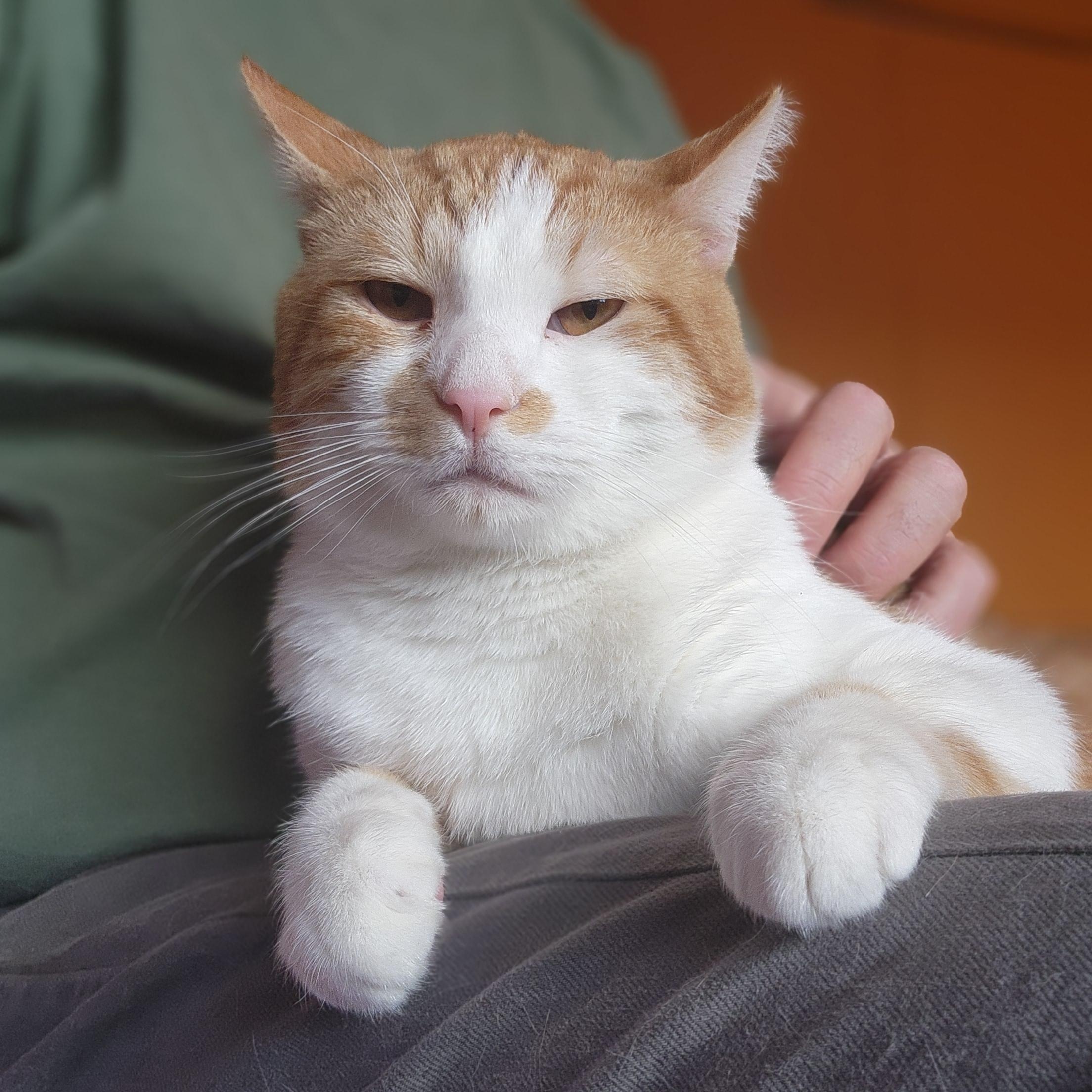 Jancy Cat, a Adoptable Domestic Short Hair in Guilford, CT image 3/6