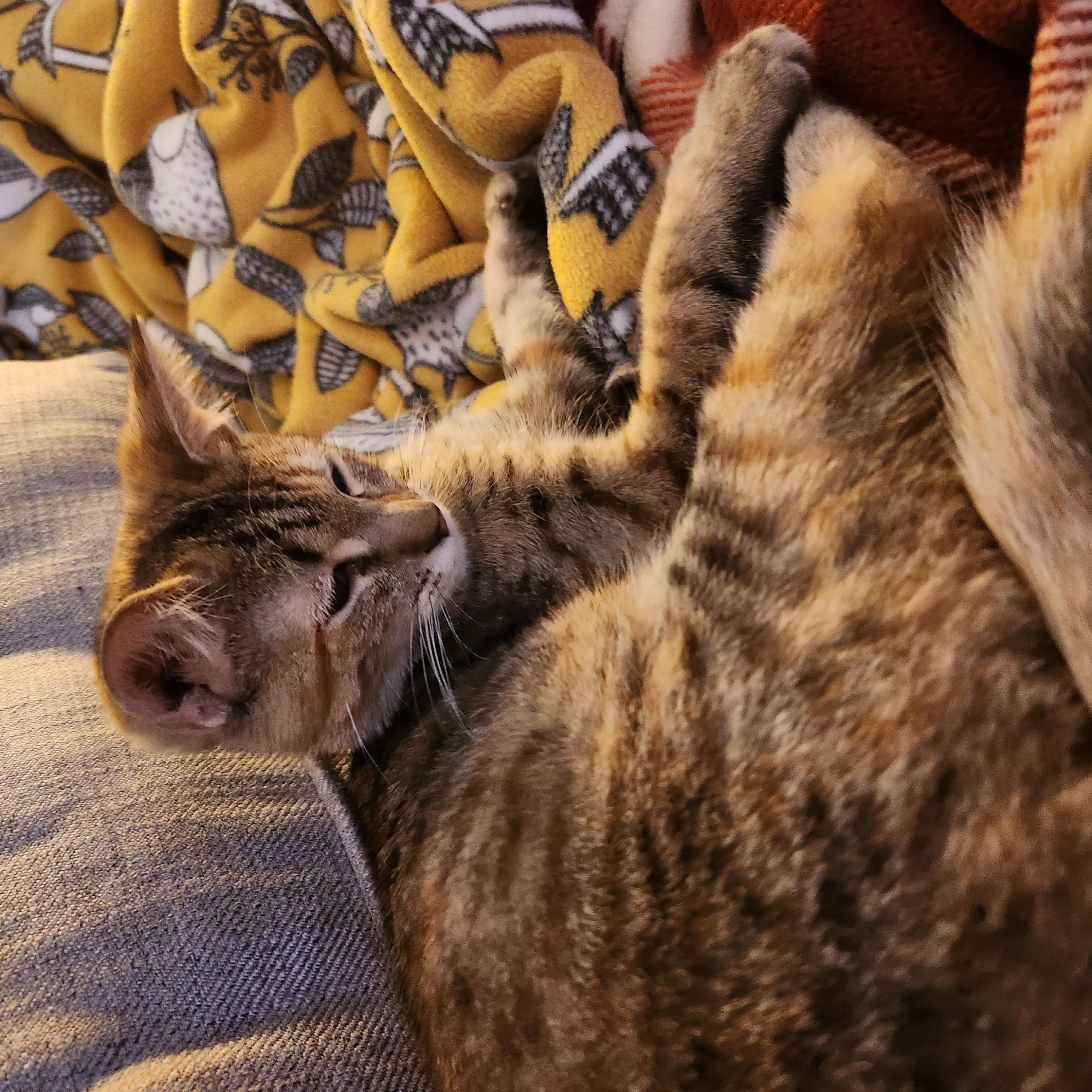 Star, a Adoptable Domestic Short Hair in Hillsboro, OR image 2/3