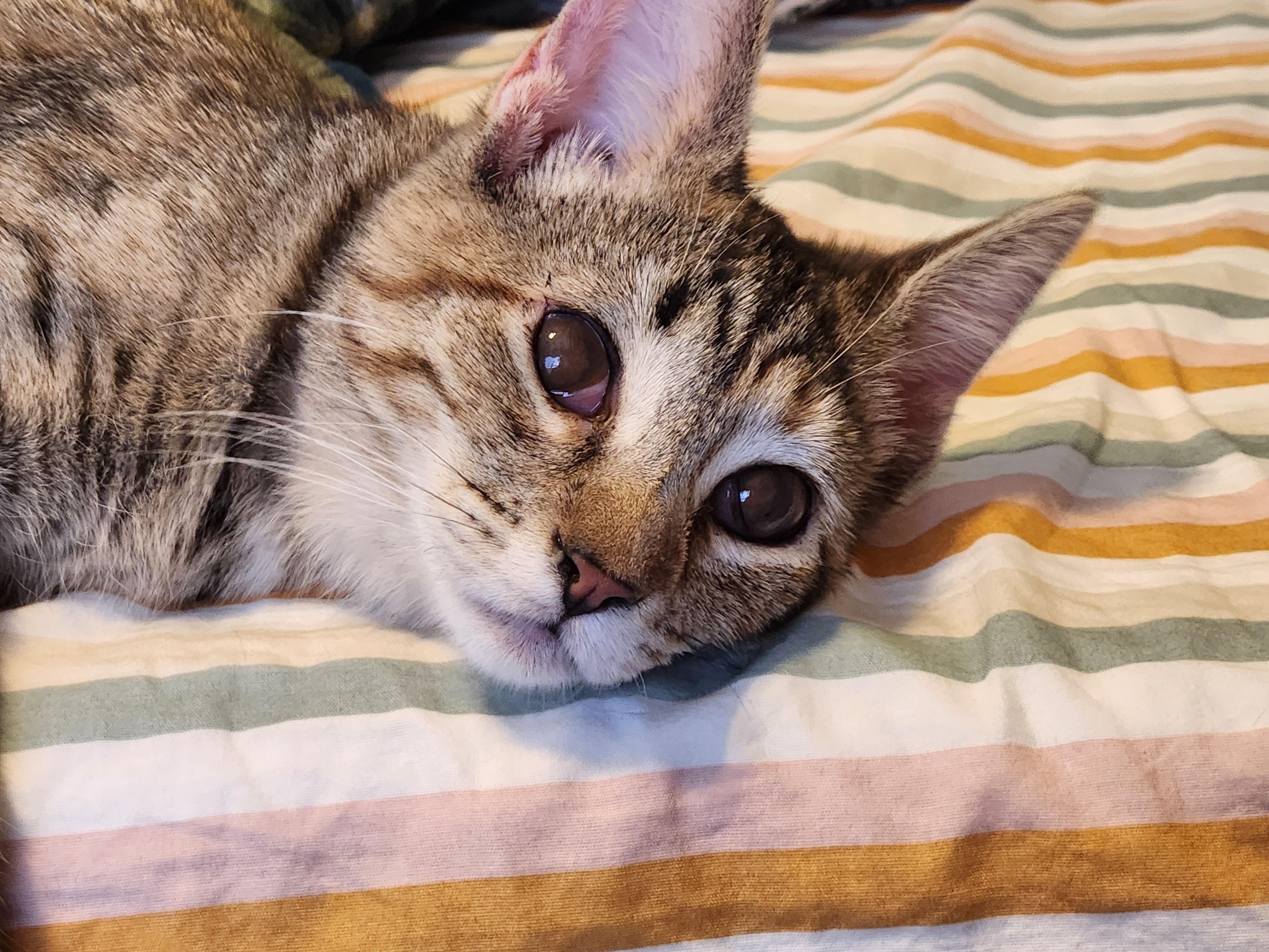 Star, Adoptable, Young Female Domestic Short Hair.