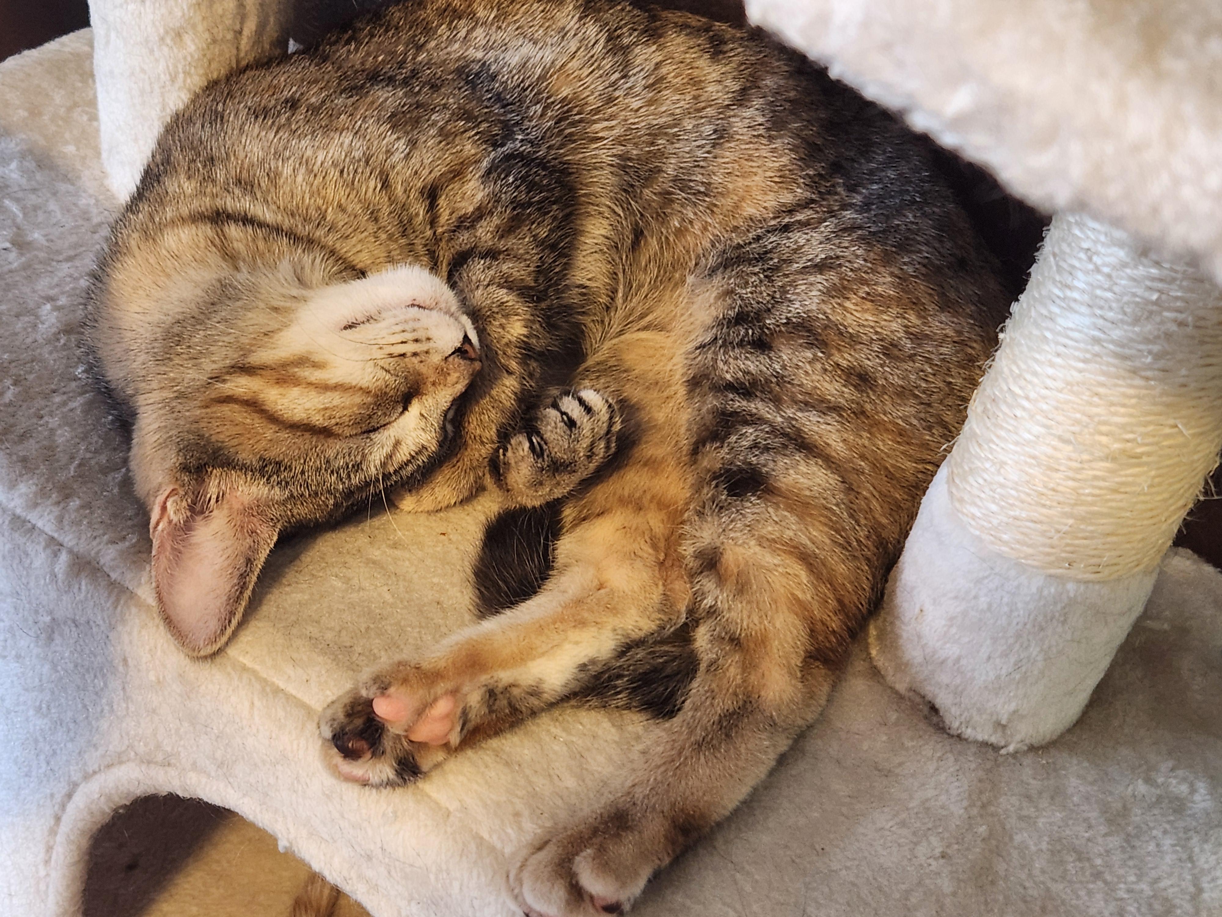 Star, an adoptable Domestic Short Hair in Hillsboro, OR, 97006 | Photo Image 3