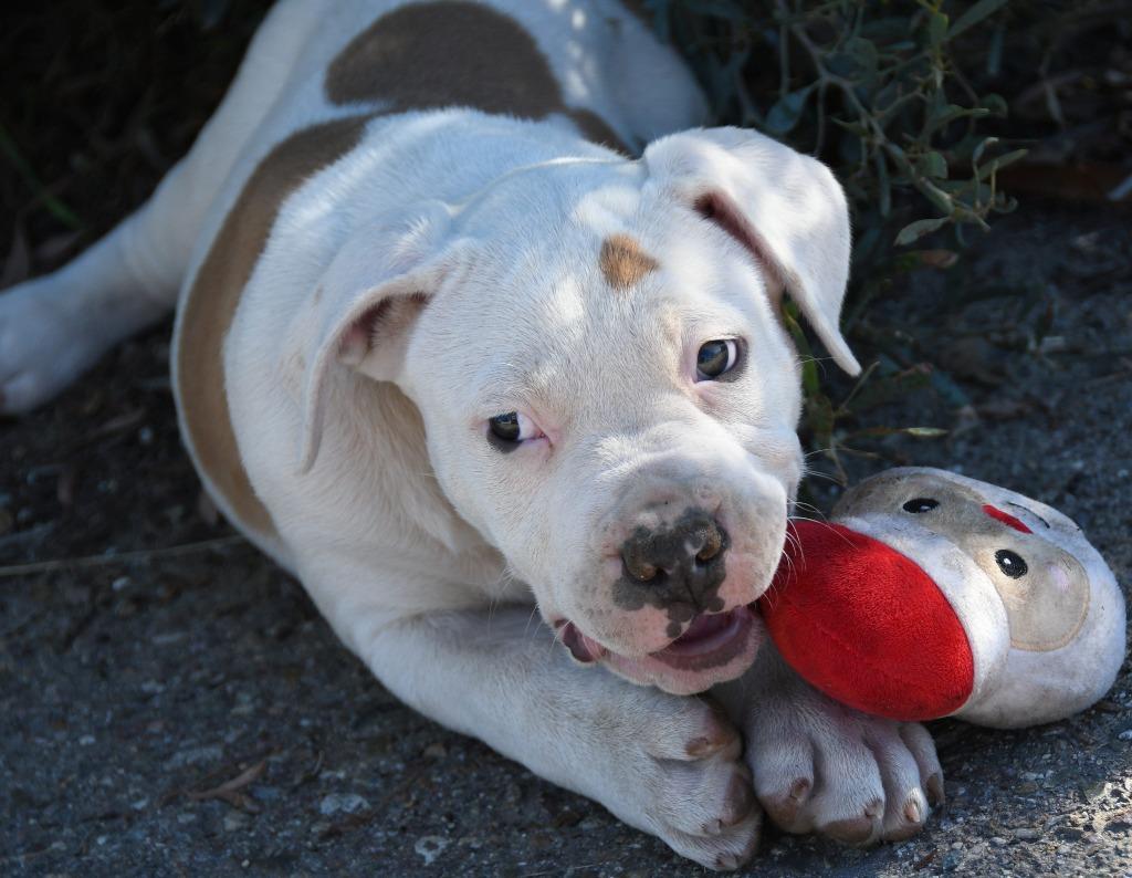 George Jones, Adoptable, Puppy Male Pit Bull Terrier.