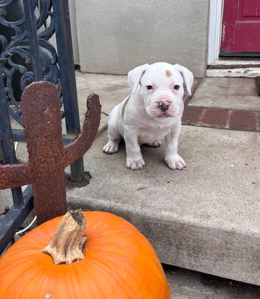 George Jones, a Adoptable Pit Bull Terrier in El Cajon, CA image 2/6