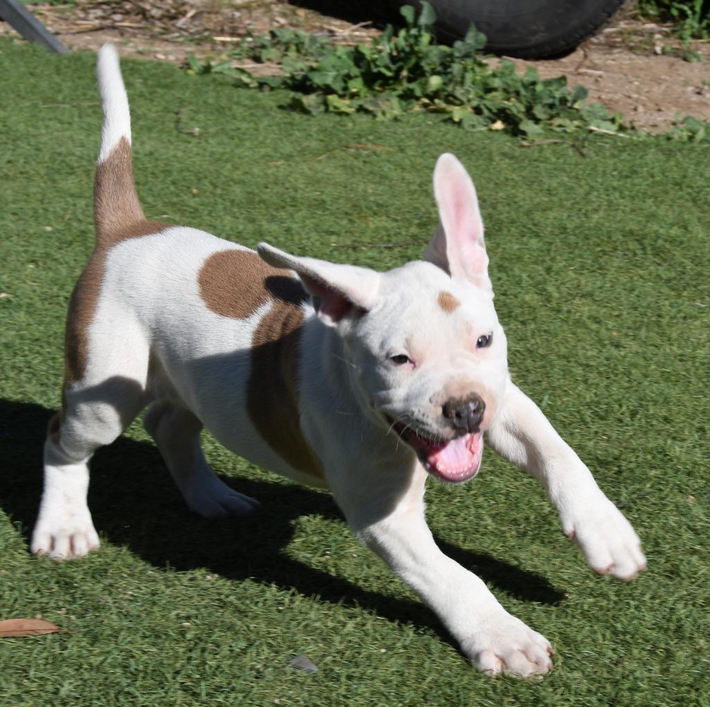 George Jones, a Adoptable Pit Bull Terrier in El Cajon, CA image 3/6