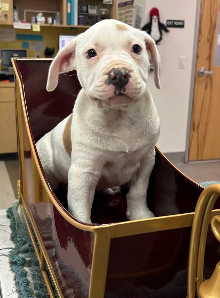 George Jones, a Adoptable Pit Bull Terrier in El Cajon, CA image 4/6