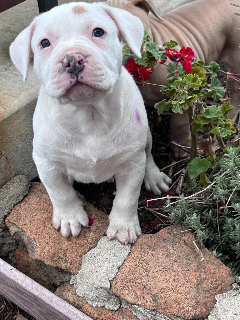 George Jones, a Adoptable Pit Bull Terrier in El Cajon, CA image 5/6