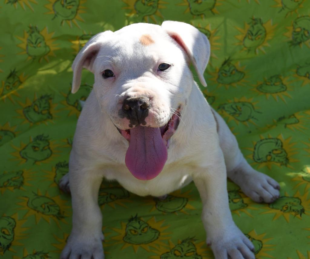 George Jones, a Adoptable Pit Bull Terrier in El Cajon, CA image 6/6