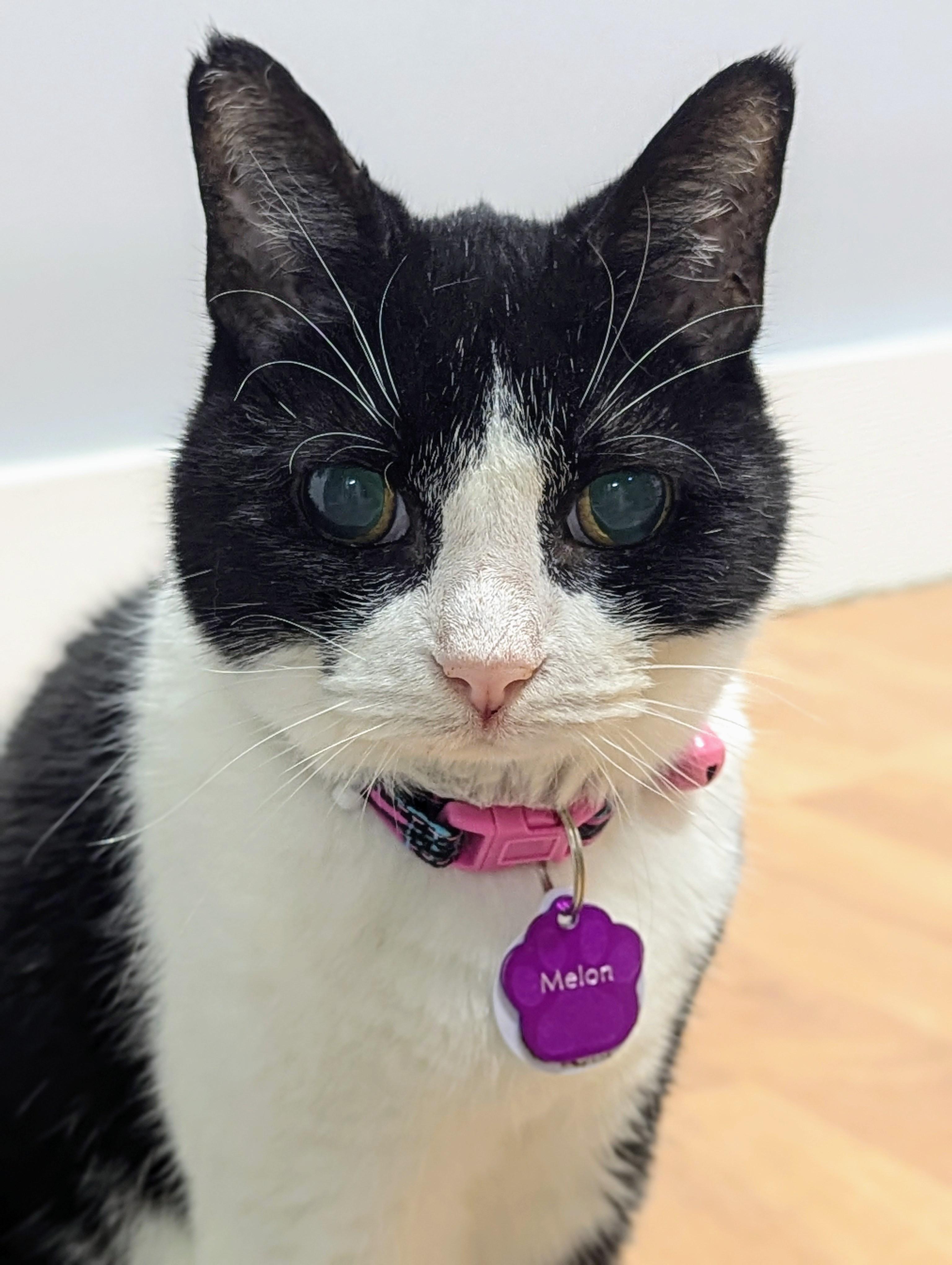 Enlarge Melon, a Adoptable Domestic Short Hair in Grand Rapids, MI image 2/4