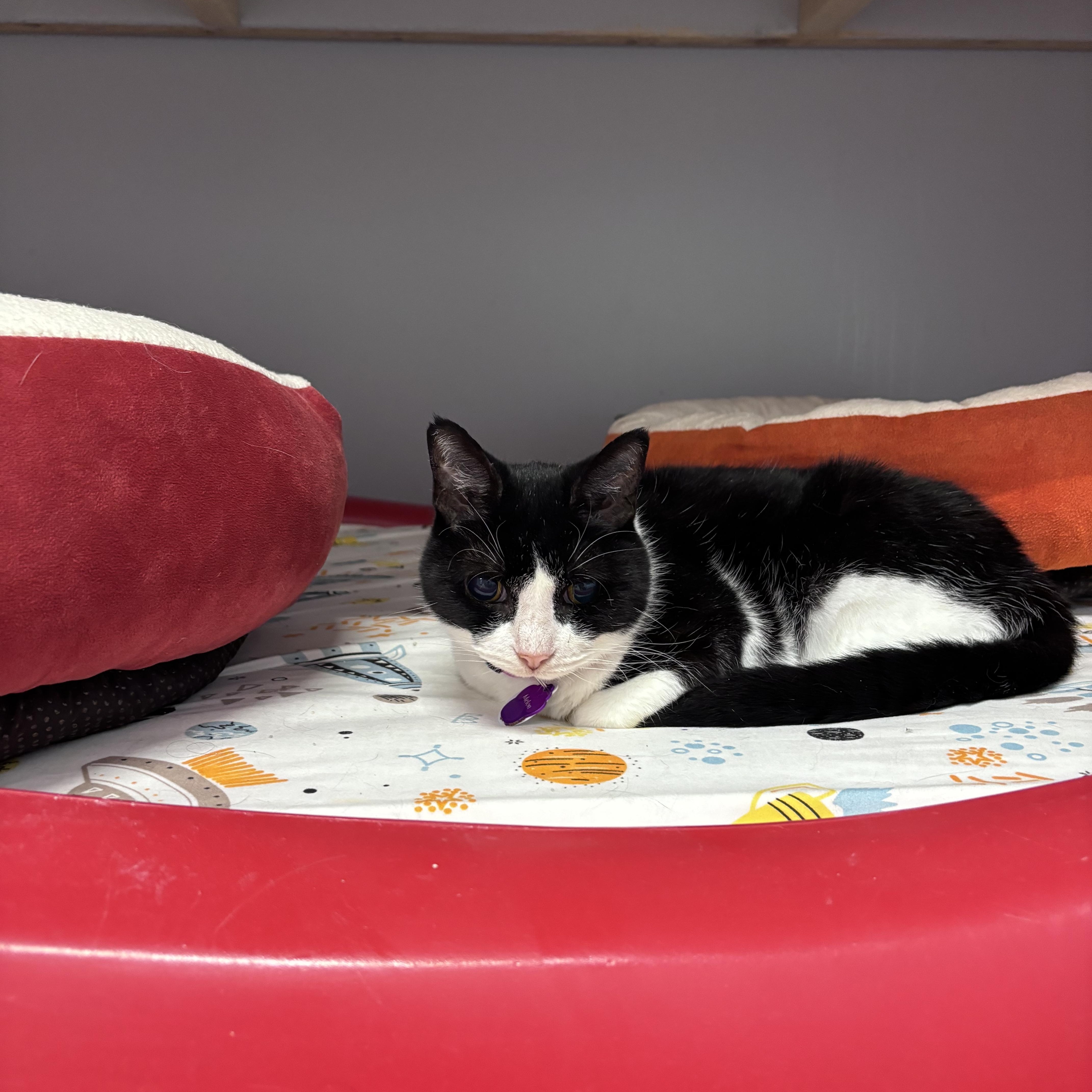 Melon - Purrmanent Resident — thumbnail 4