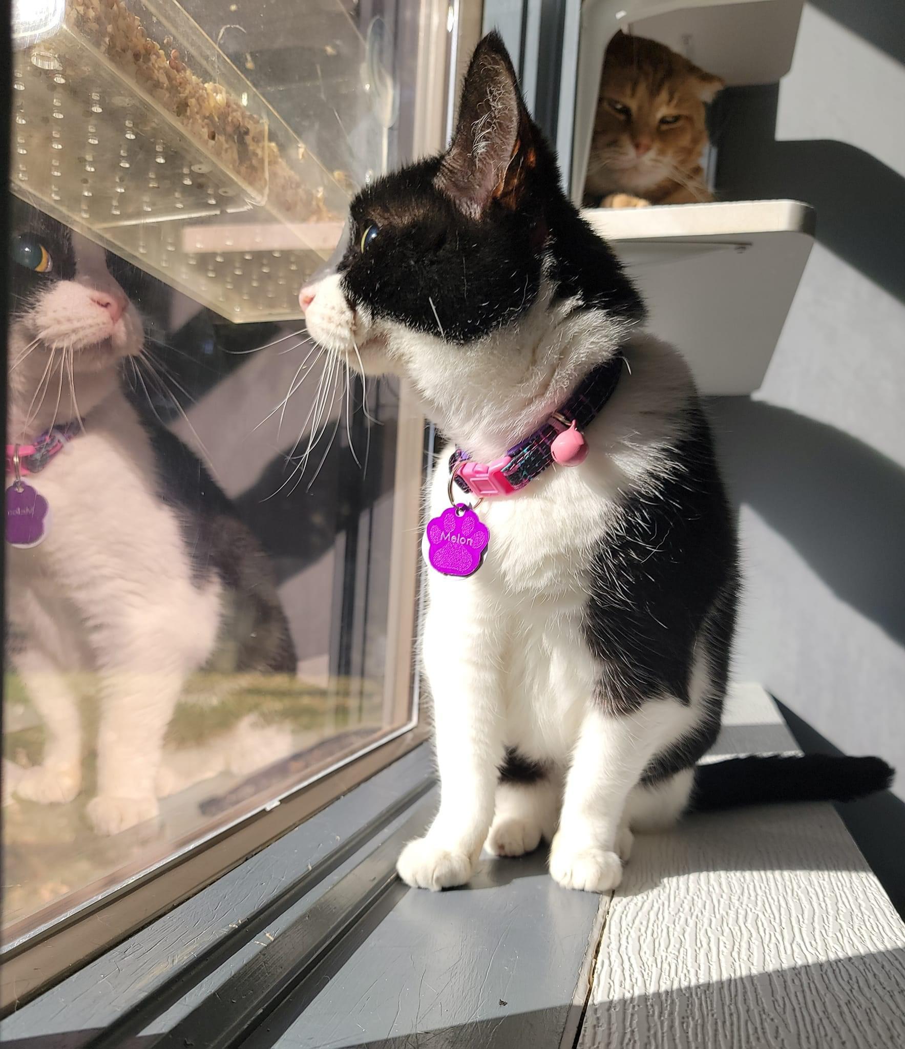 Enlarge Melon, a Adoptable Domestic Short Hair in Grand Rapids, MI image 6/6