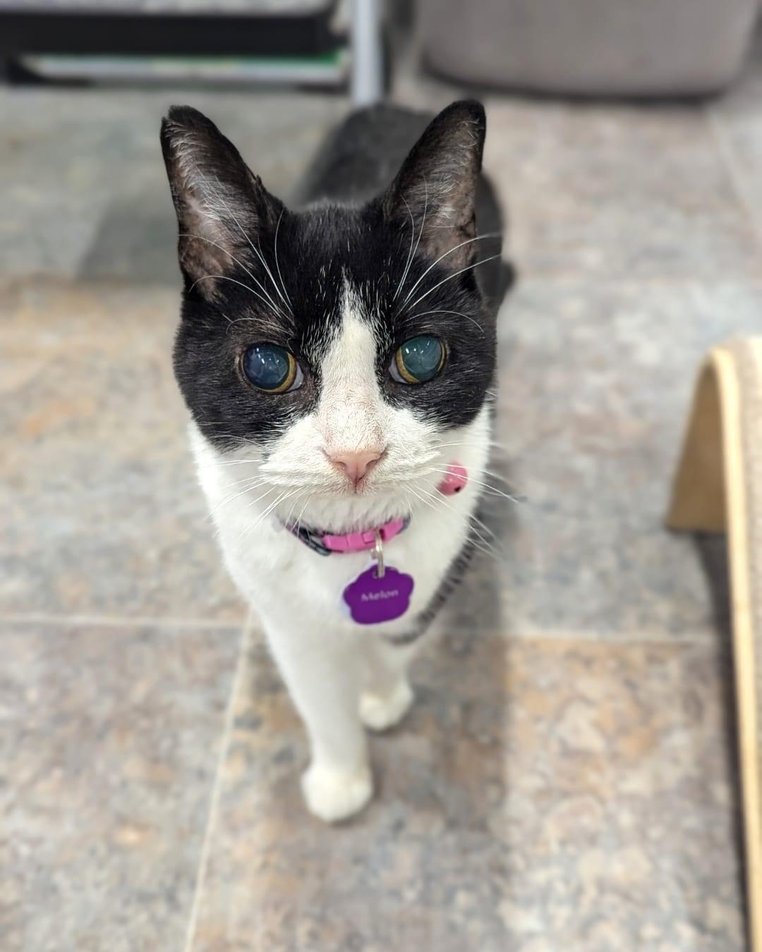 Enlarge Melon, a Adoptable Domestic Short Hair in Grand Rapids, MI image 1/4