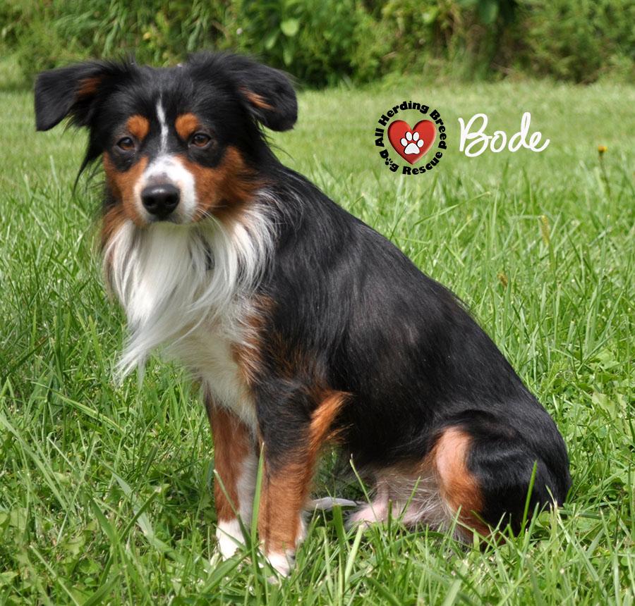 Bodi