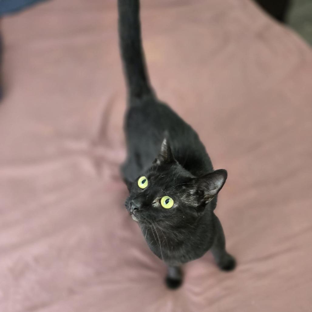 Isabella, Adoptable, Adult Female Domestic Short Hair.