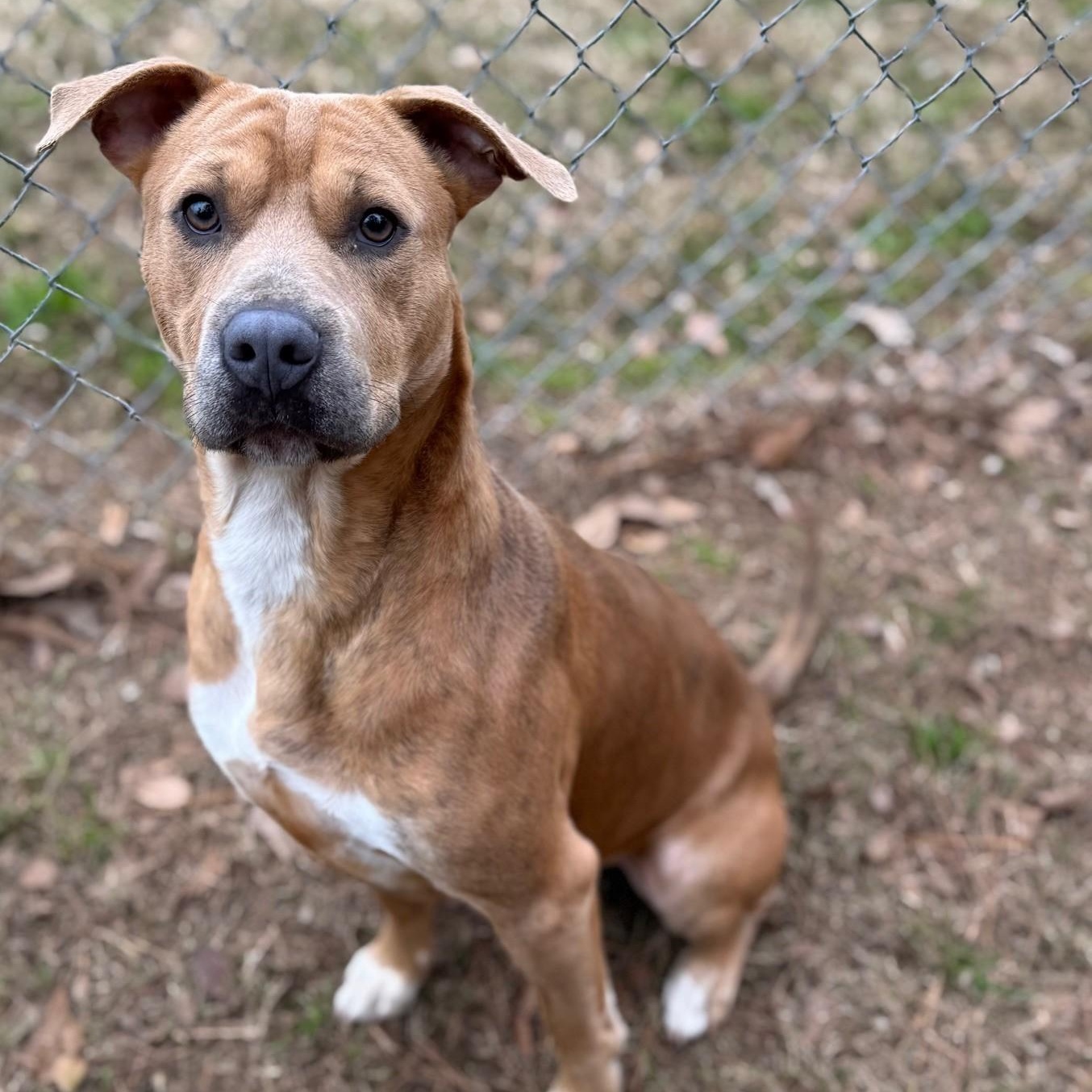 Enlarge Timmy, a ADOPTABLE mixed breed in Summerdale, AL image 1/1