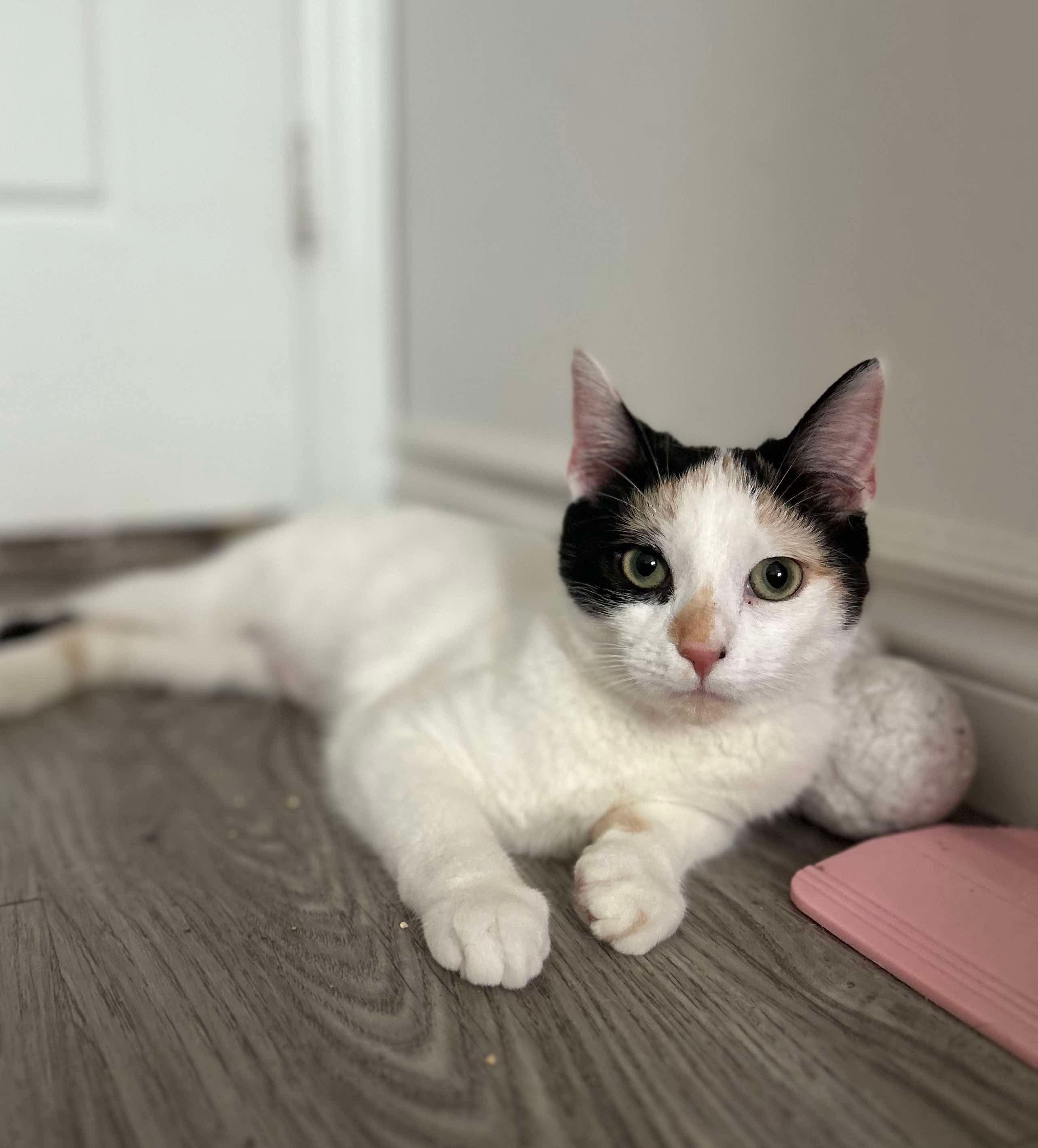 BLOSSOM, a Adoptable Calico in Shakespeare, ON image 1/5