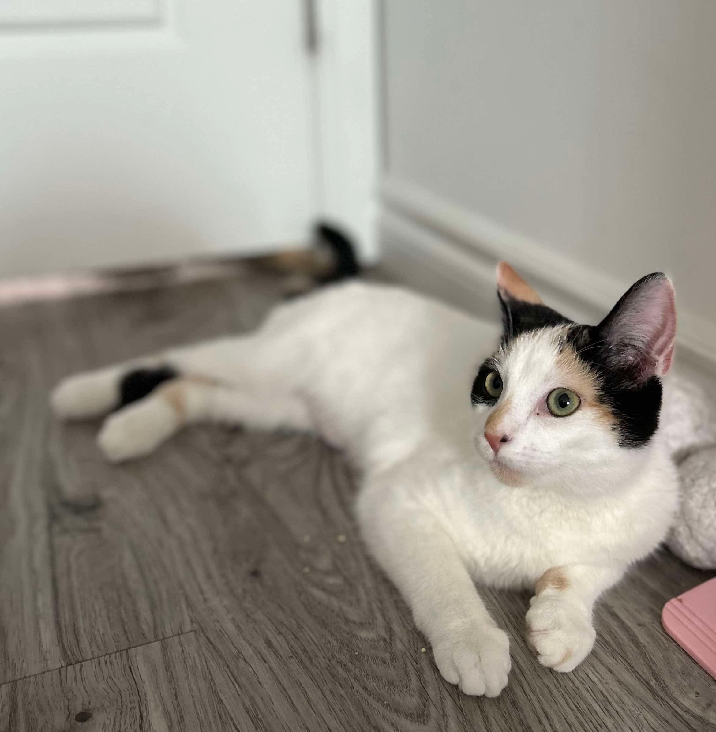 BLOSSOM, a Adoptable Calico in Shakespeare, ON image 2/5