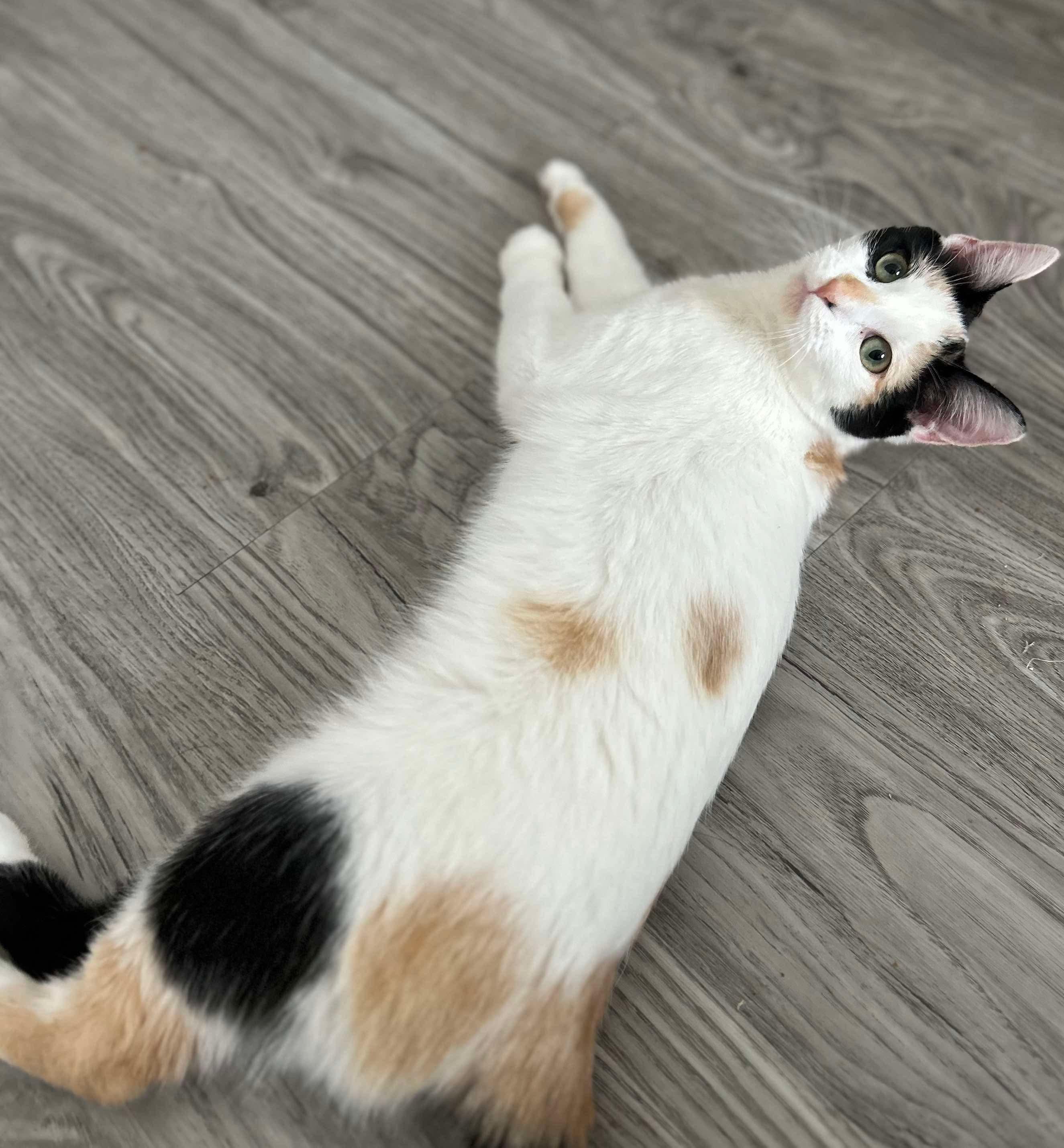 BLOSSOM, a Adoptable Calico in Shakespeare, ON image 3/5