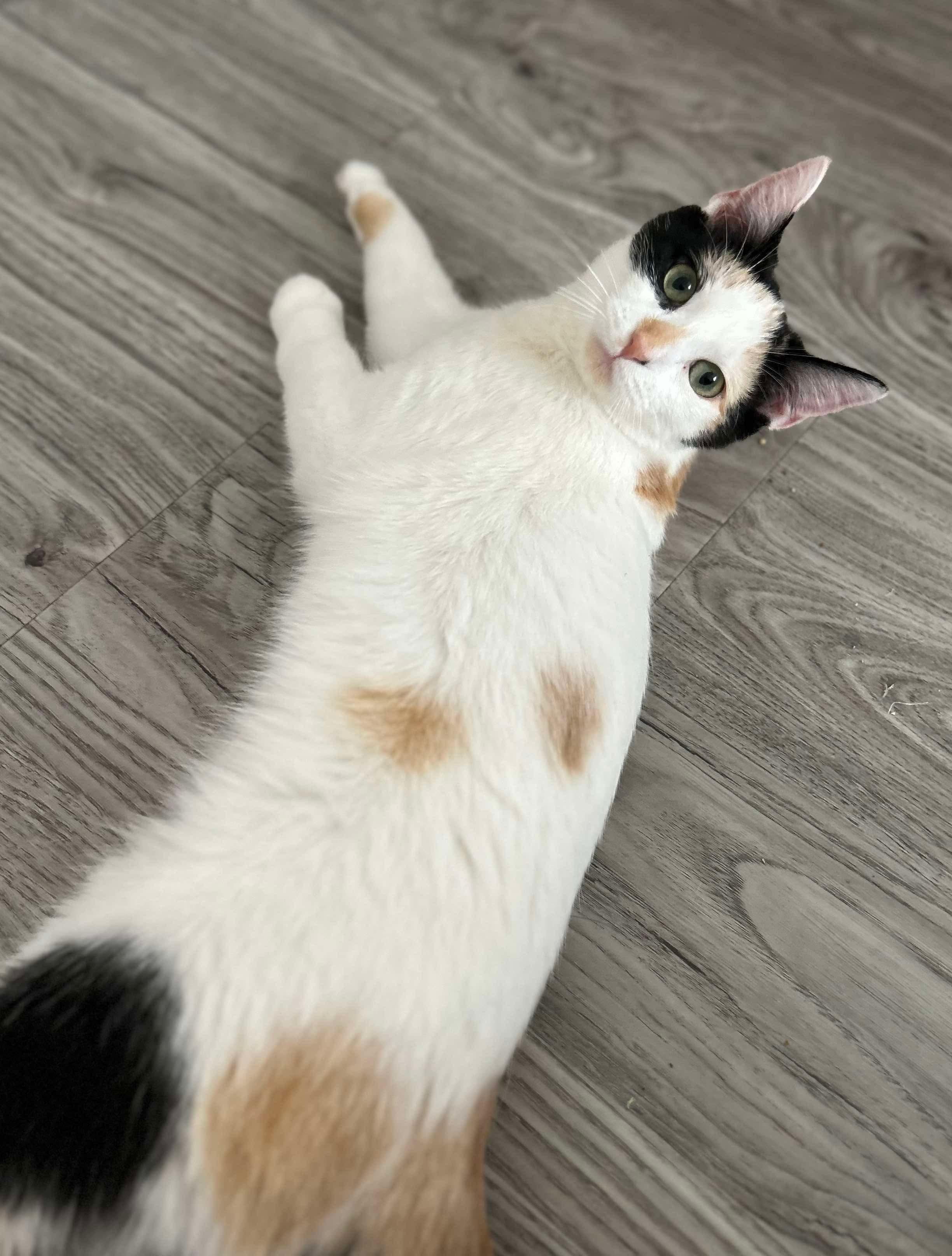 BLOSSOM, a Adoptable Calico in Shakespeare, ON image 4/5