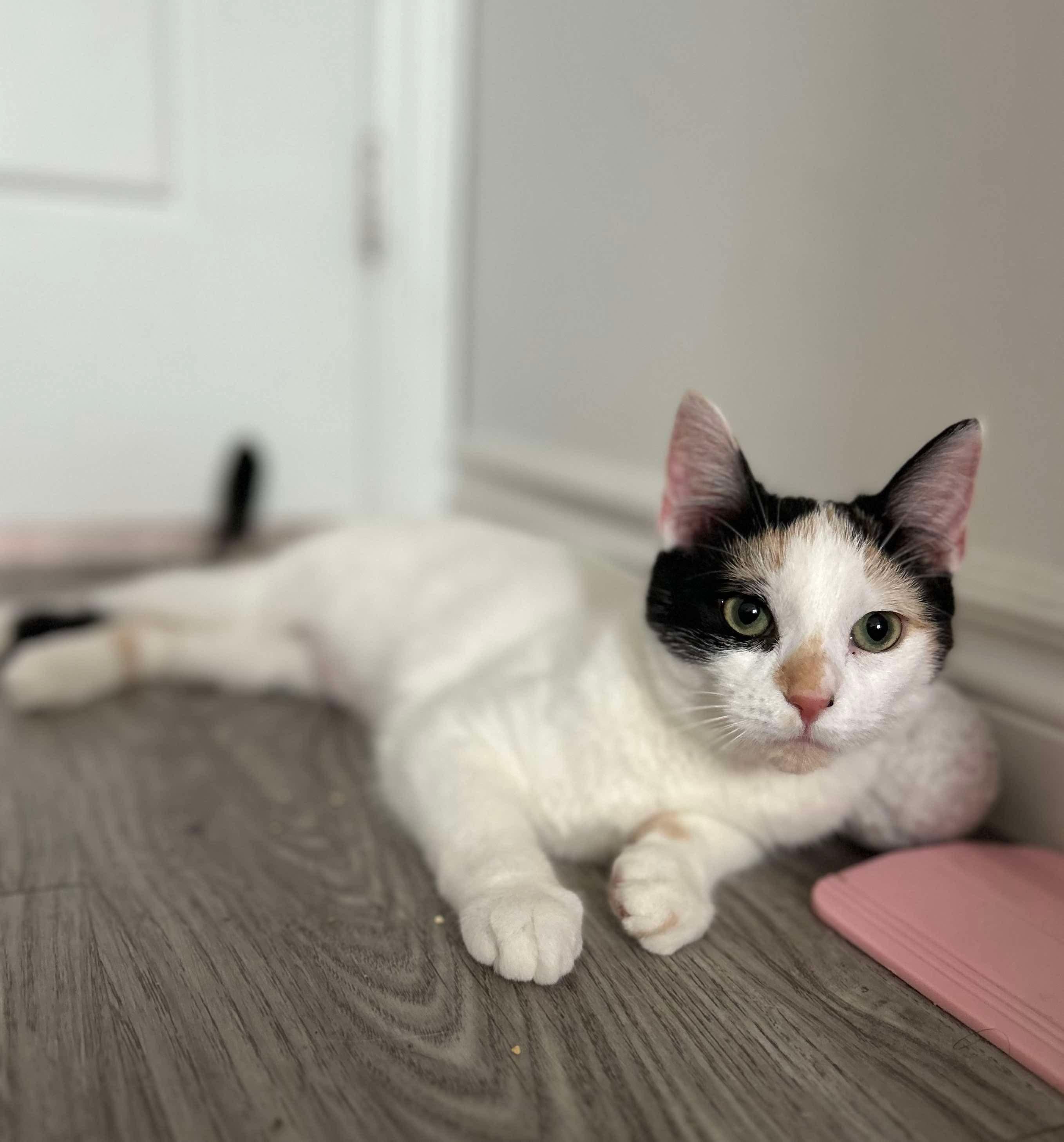 BLOSSOM, a Adoptable Calico in Shakespeare, ON image 5/5