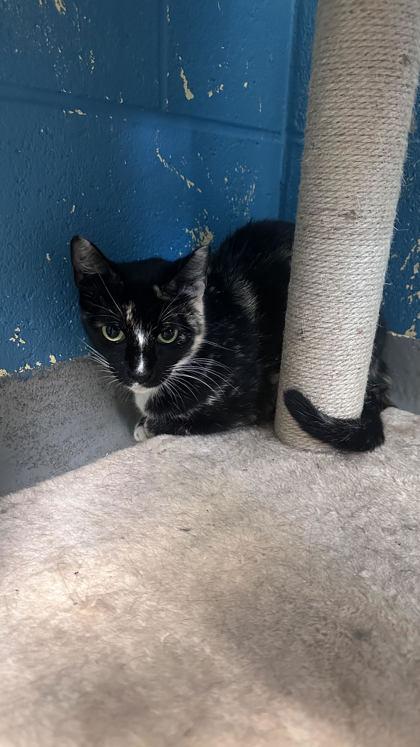 Lovey, Adoptable, Young Female Domestic Short Hair & Domestic Short Hair.